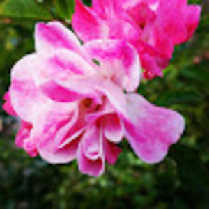 Meet your Posher, Caroline